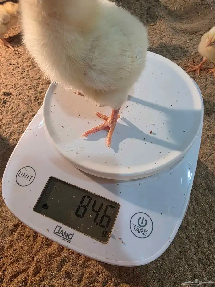 صوص لاحم للبيع عدد قريب 130 3