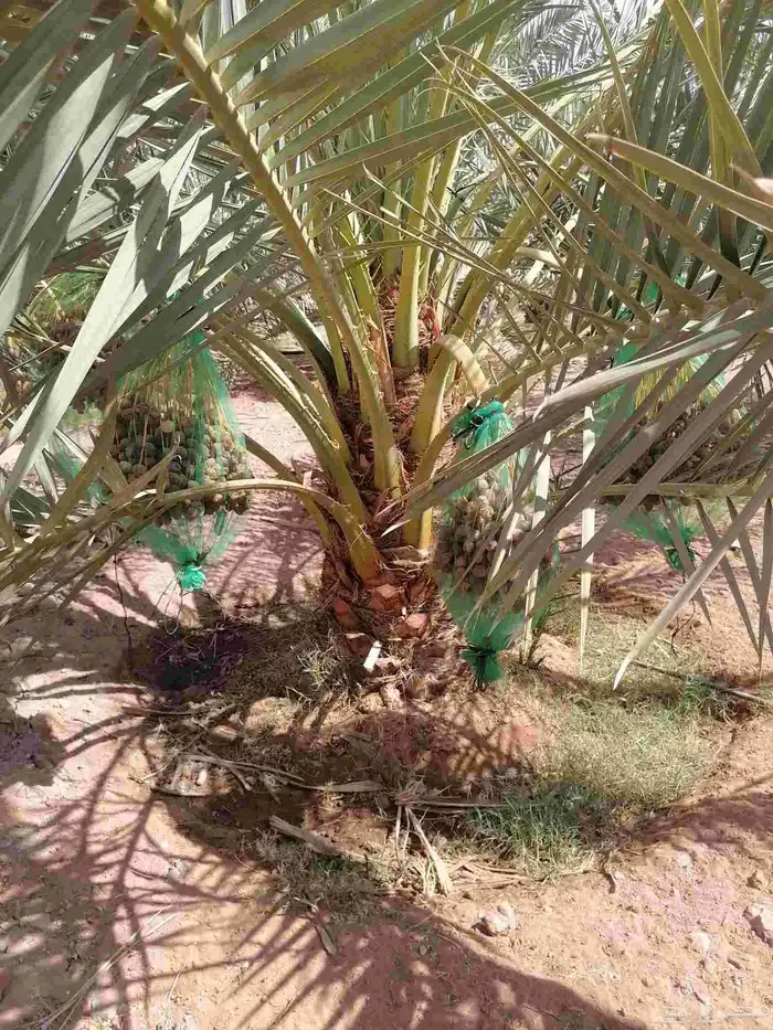 نخل للبيع جميع الانواع 4