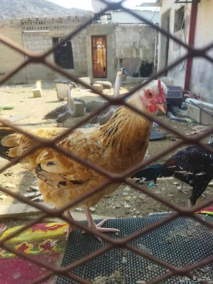 دجاج سندي ودجاج بلدي للبيع 0