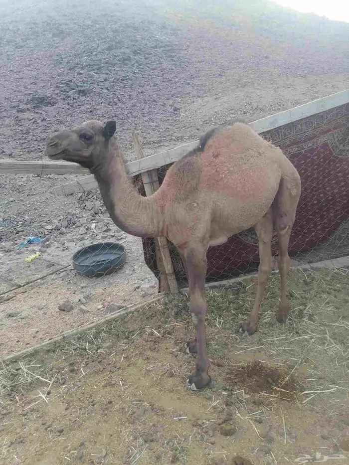 حاشي للبيع 0