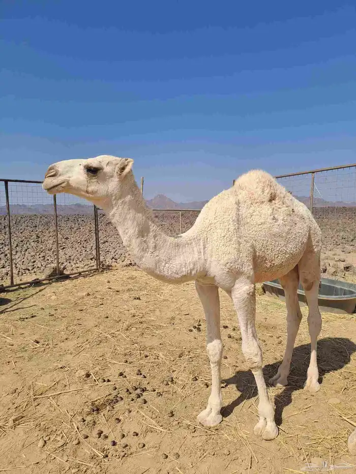 للبيع قعدان العدد اثنين . الوضح عمره 5 شهور والحمر 4 شهور 0