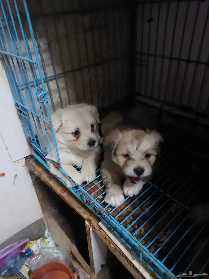 Maltes puppies 0