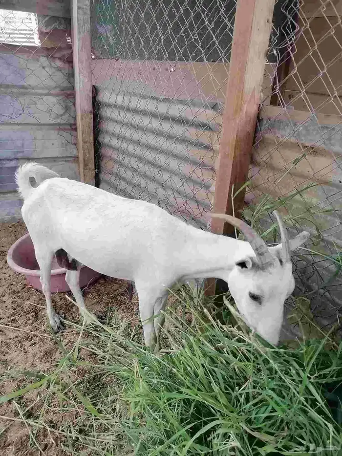 للبيع ماعز ان شاء الله انها مضرع بداية حمال 1