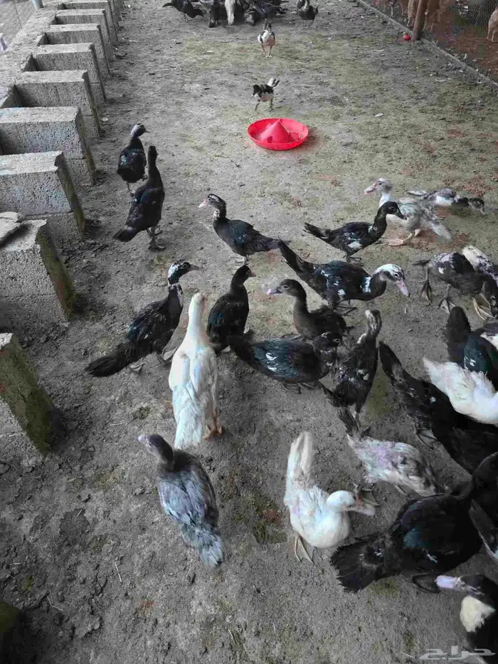 بط سوداني او مسكوفي للبيع 2