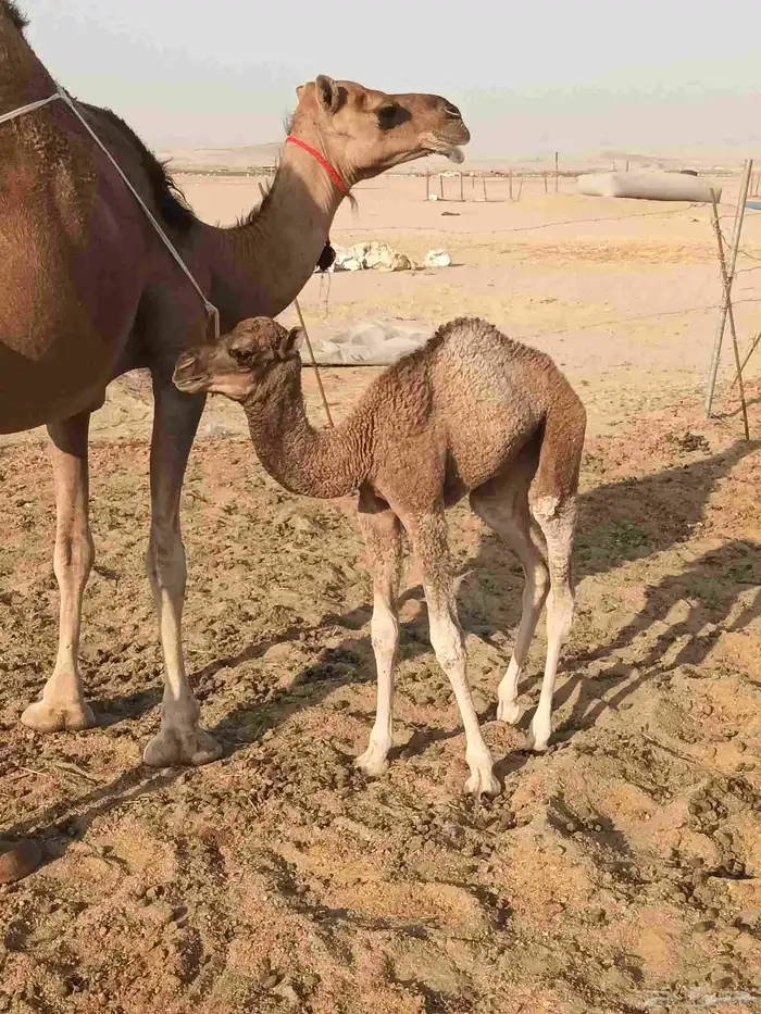خلفه ساحليه مصغر تحتها بكره 1