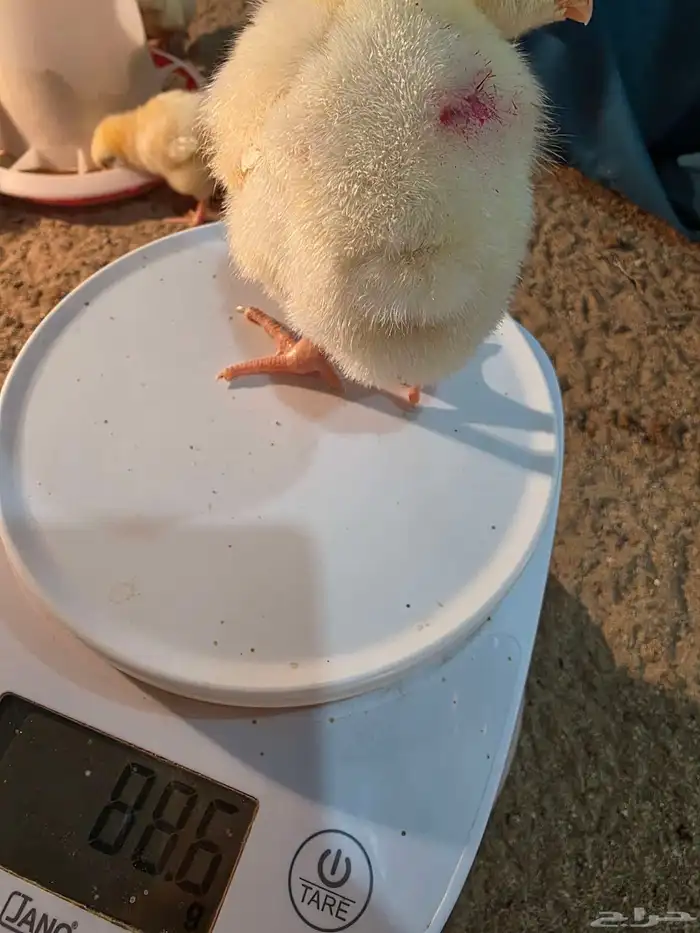 صوص لاحم للبيع عدد قريب 130 7