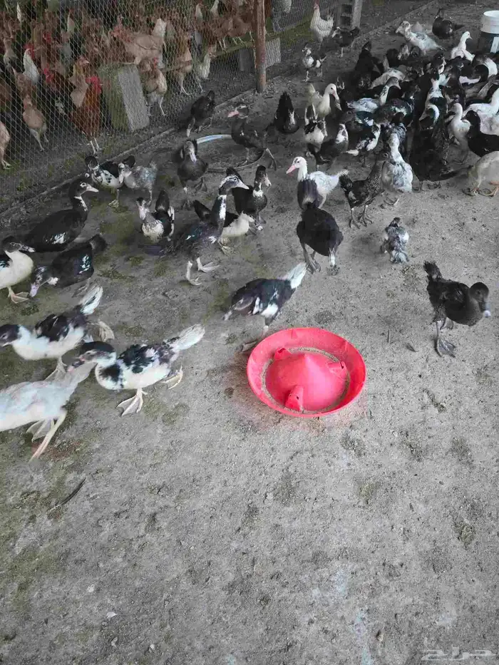 بط سوداني او مسكوفي للبيع 1