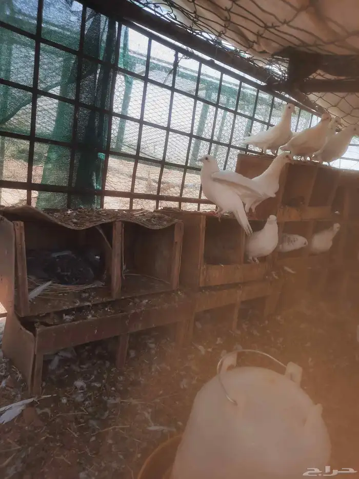 للبيع حمام نضيف الصحه شرط 1