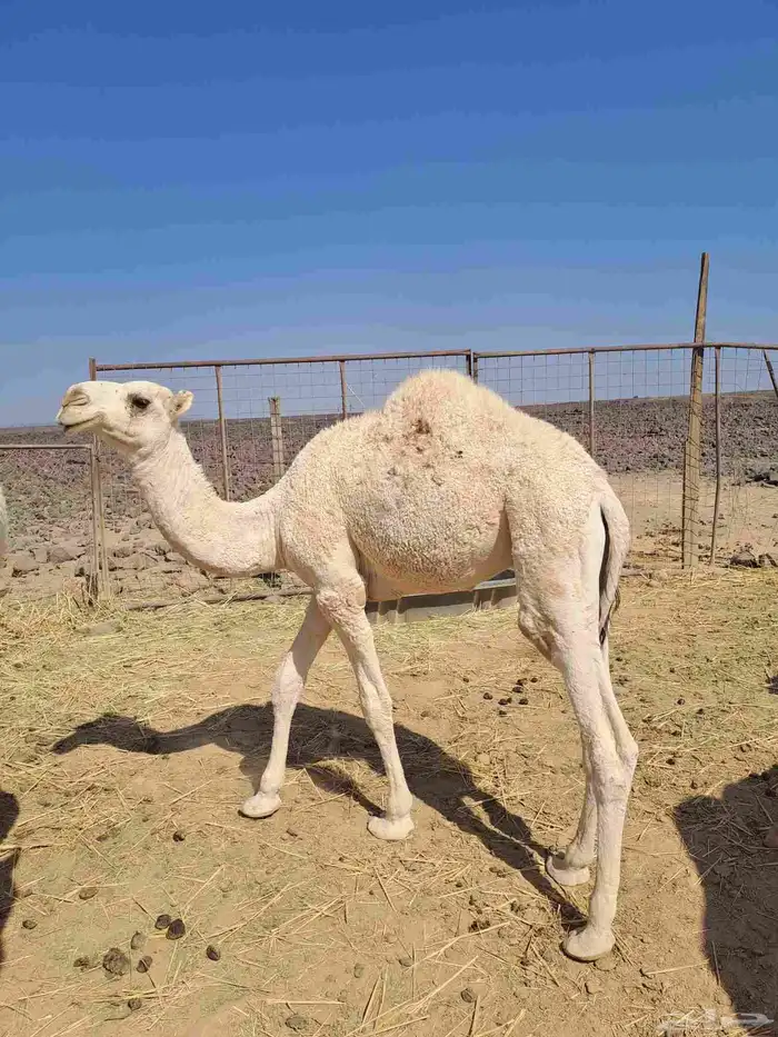 للبيع قعدان العدد اثنين . الوضح عمره 5 شهور والحمر 4 شهور 3