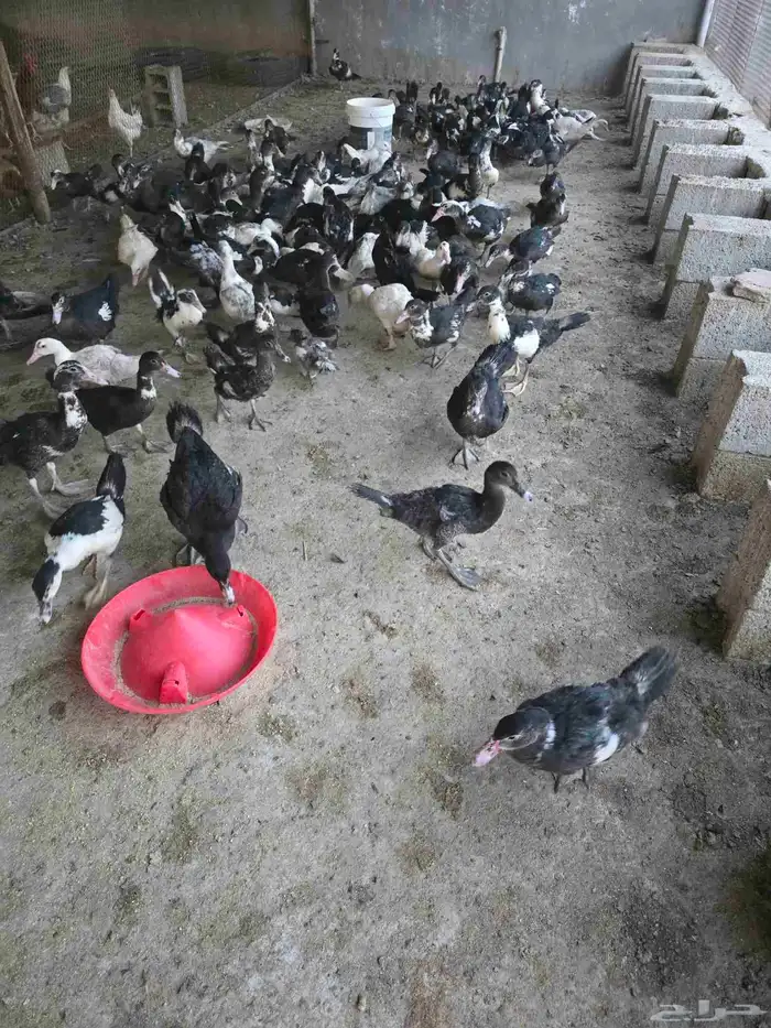 بط سوداني او مسكوفي للبيع 6