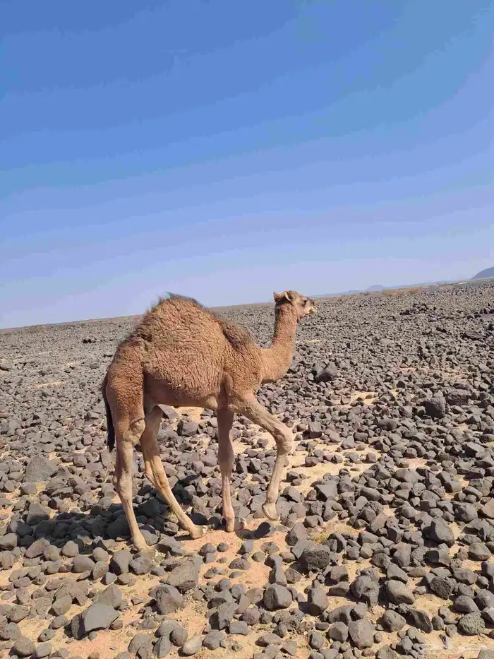 للبيع قعدان العدد اثنين . الوضح عمره 5 شهور والحمر 4 شهور 1