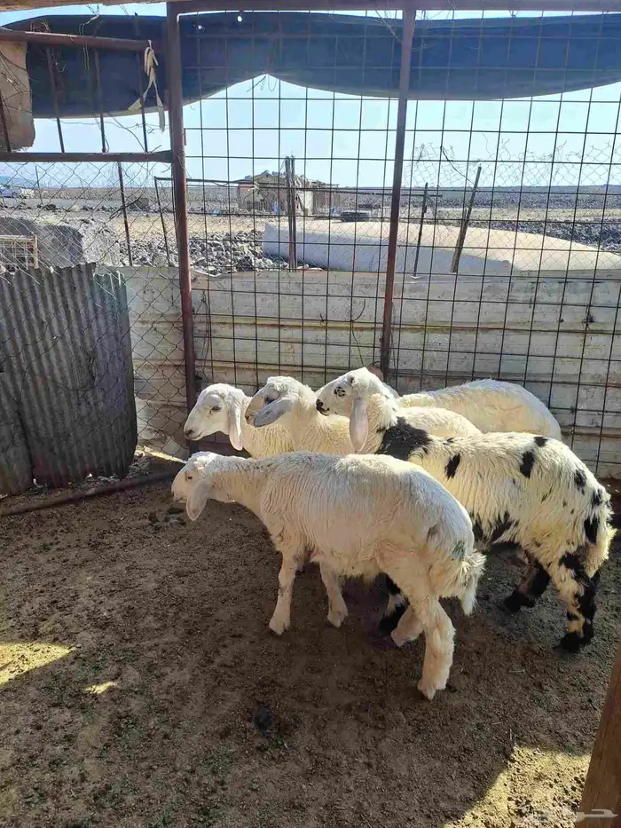 للبيع طليان عدد 5 ثلاثه خرفان ورخلين اعمارها ثلاثه شهور 3