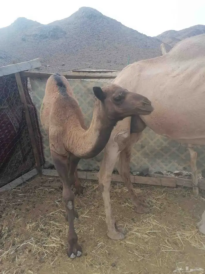 حاشي للبيع 4