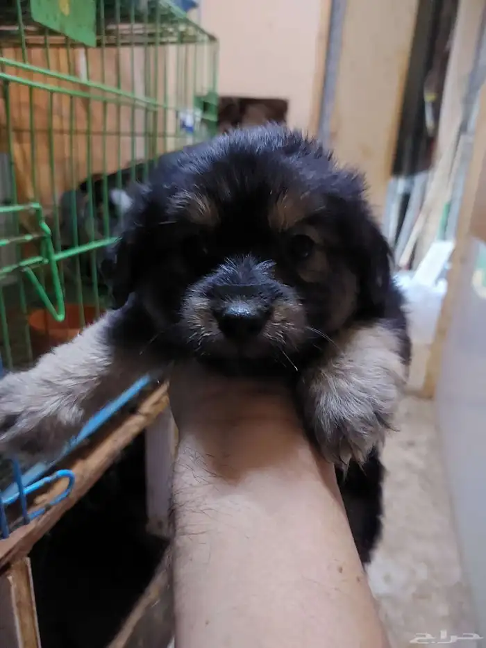 Maltes puppies 5