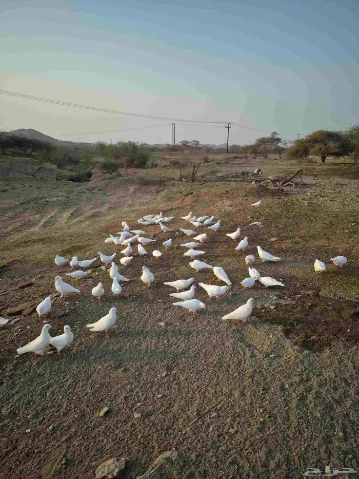 حمام فرنسي سوبر جانبو 0