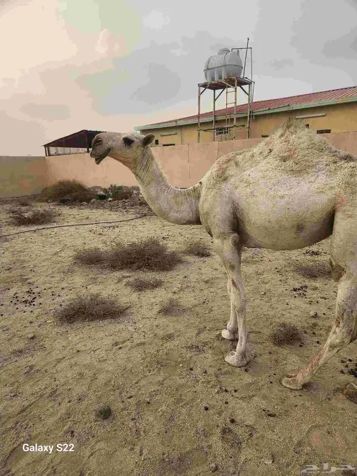 بكره للبيع عمرها سنتين و 10 شهور 1