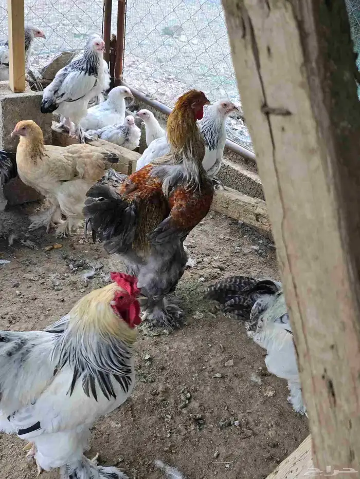 دجاج براهما كولمبي وبوف للبيع 5
