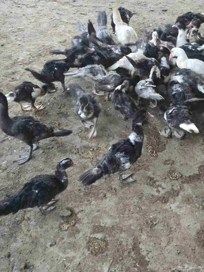 بط سوداني او مسكوفي للبيع 0