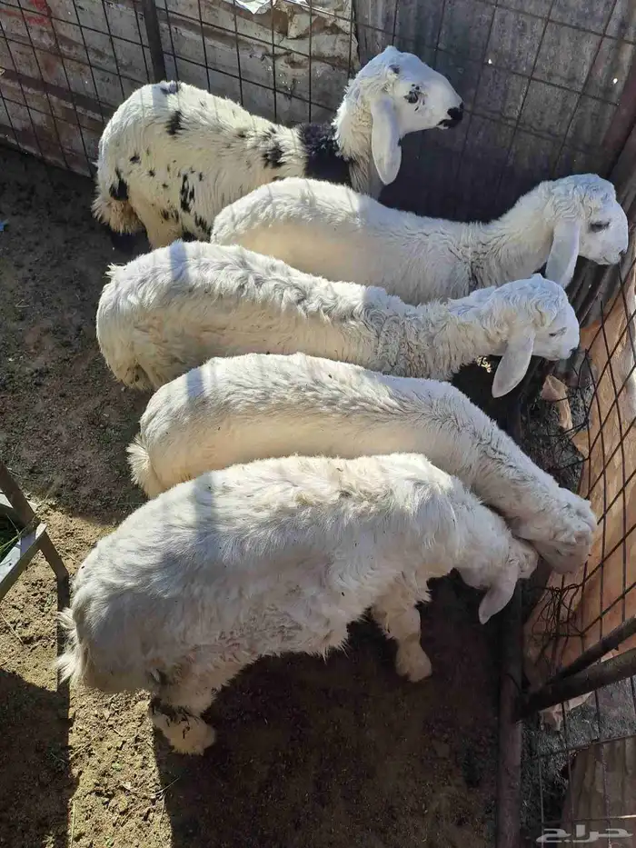 للبيع طليان عدد 5 ثلاثه خرفان ورخلين اعمارها ثلاثه شهور 1