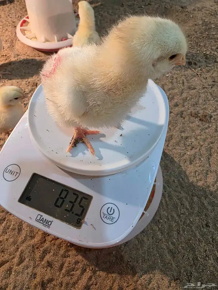 صوص لاحم للبيع عدد قريب 130 5