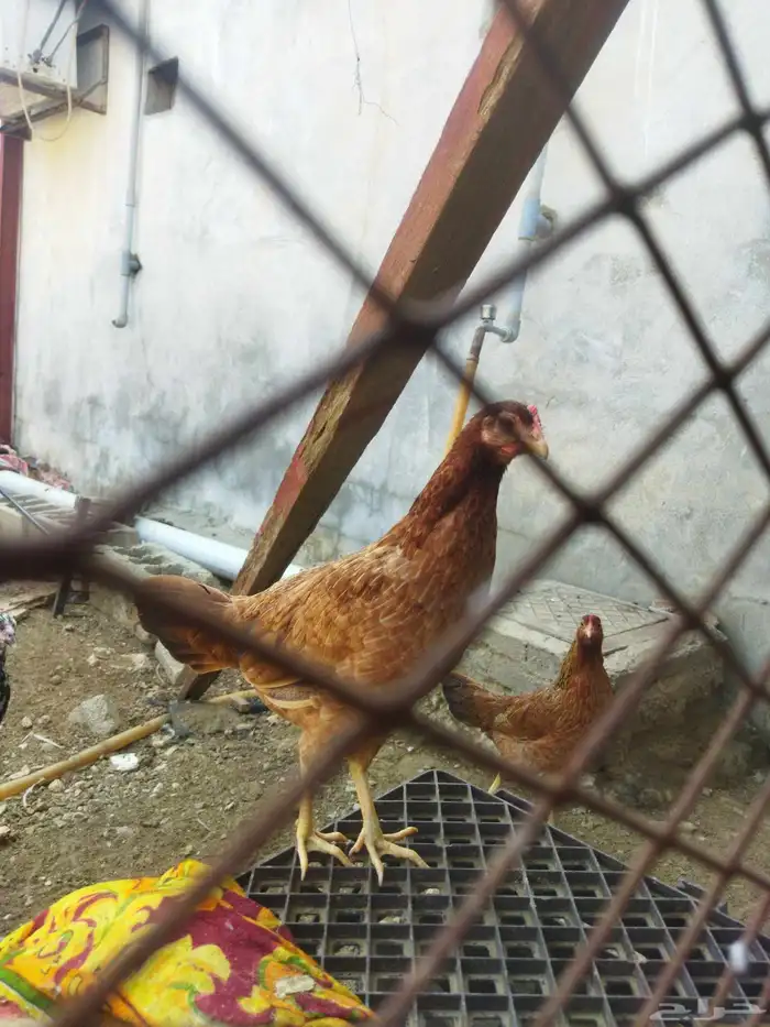 دجاج سندي ودجاج بلدي للبيع 2