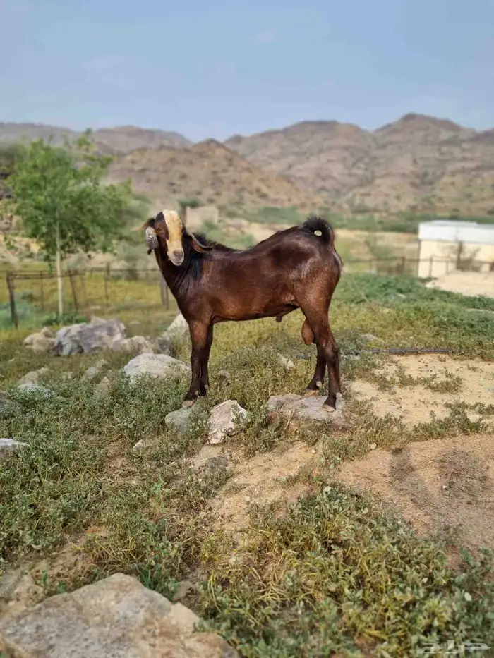 تيس فحل للبيع 2