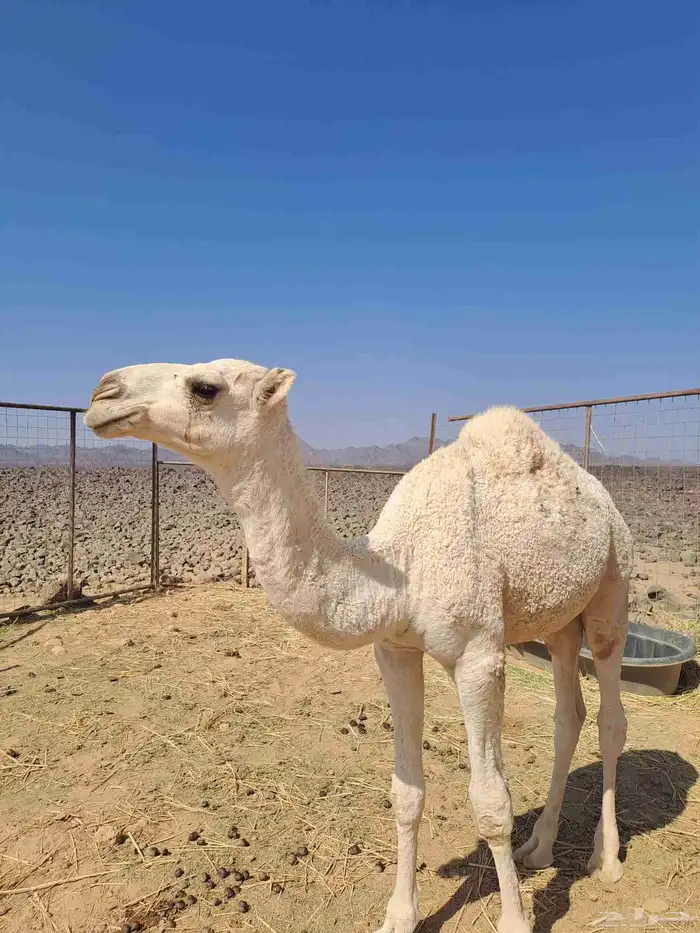 للبيع قعدان العدد اثنين . الوضح عمره 5 شهور والحمر 4 شهور 2
