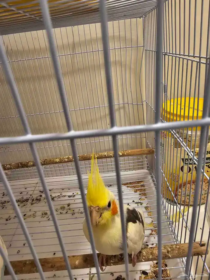 للبيع روز و بادجي و كروان مع اغراضهم 0