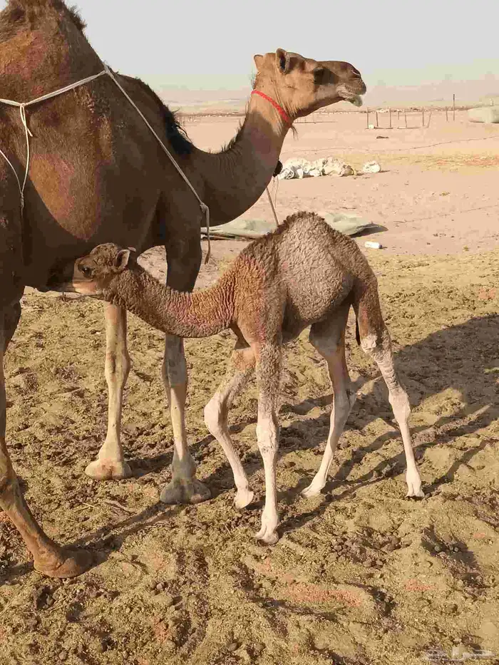 خلفه ساحليه مصغر تحتها بكره 0