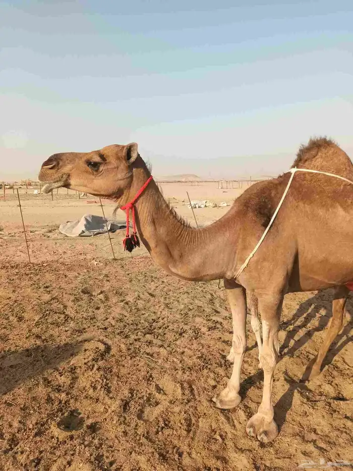 خلفه ساحليه مصغر تحتها بكره 4