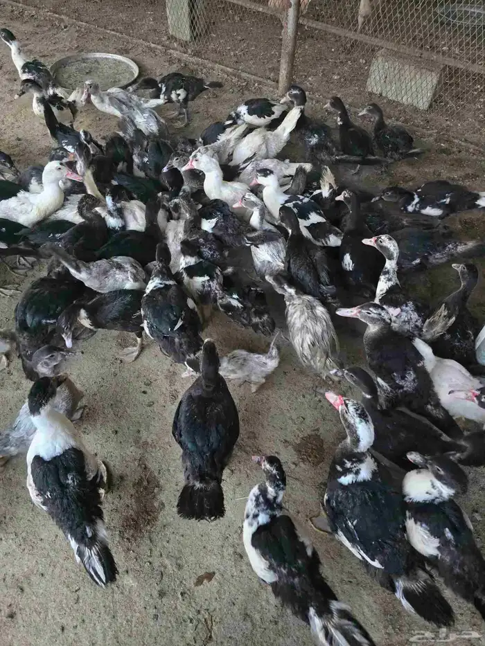 بط سوداني او مسكوفي للبيع 3