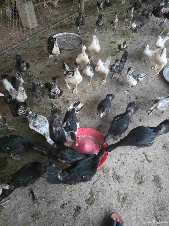 بط سوداني او مسكوفي للبيع 8