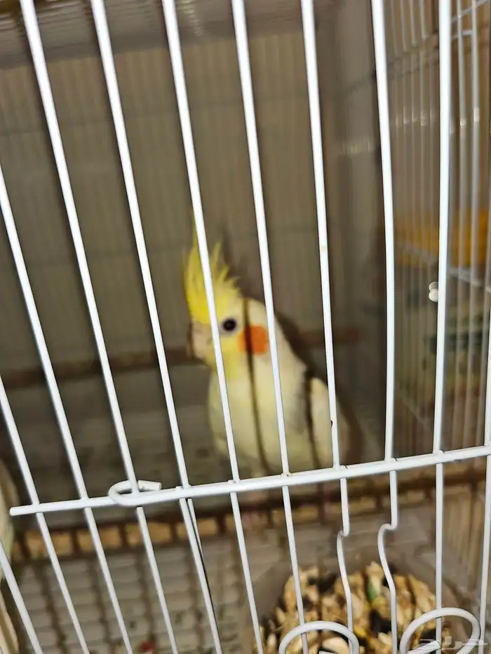 للبيع روز و بادجي و كروان مع اغراضهم 5