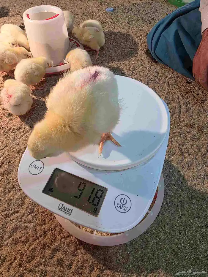 صوص لاحم للبيع عدد قريب 130 6