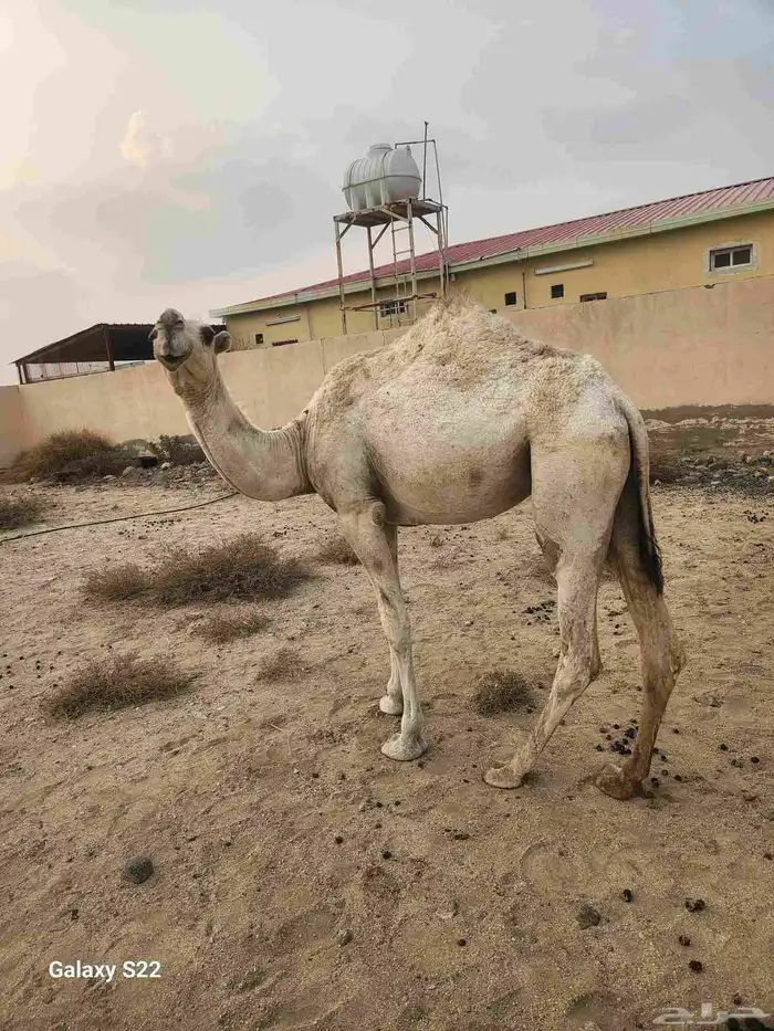 بكره للبيع عمرها سنتين و 10 شهور 2