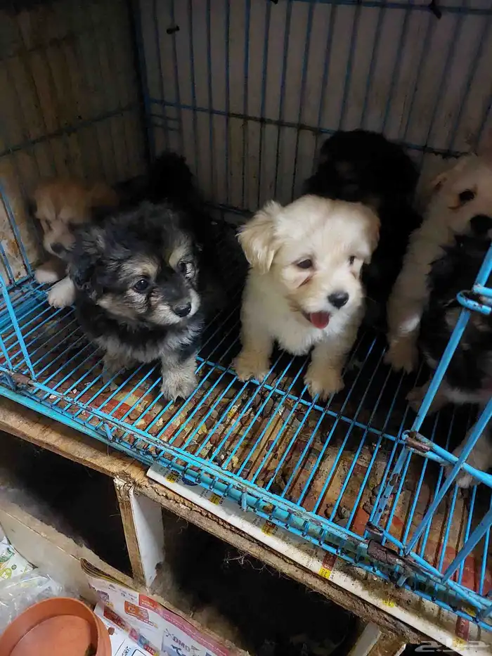 Maltes puppies 1