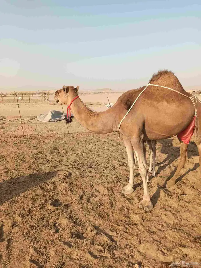 خلفه ساحليه مصغر تحتها بكره 3