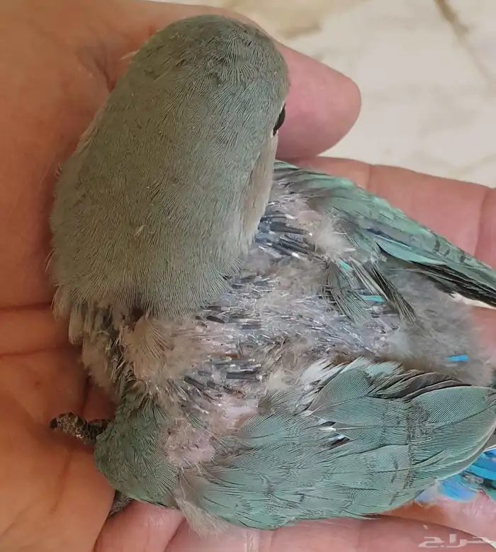 فرخ روز تركوازي محجل مع ملحقات 4