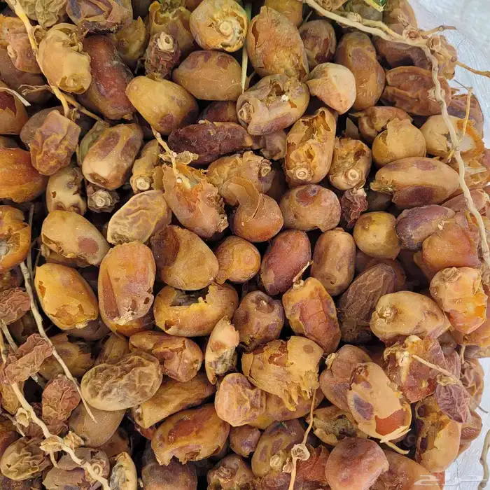 علف تمر 250 كيس تم البيع 2