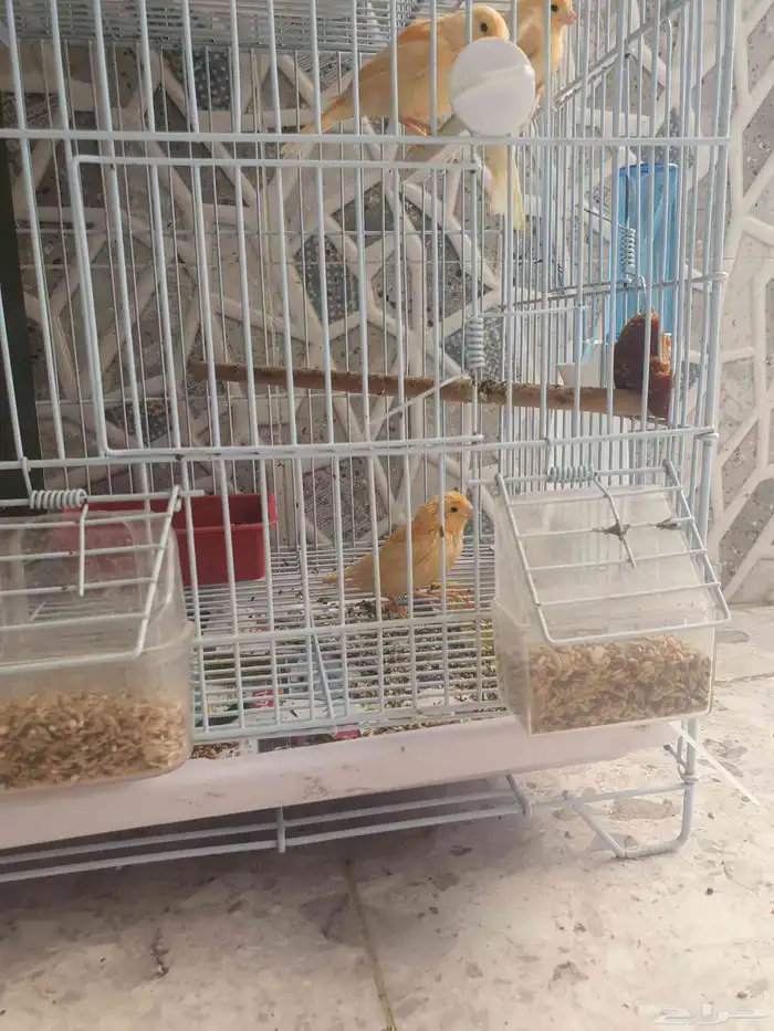 مجموعه طيور كناري .. 4