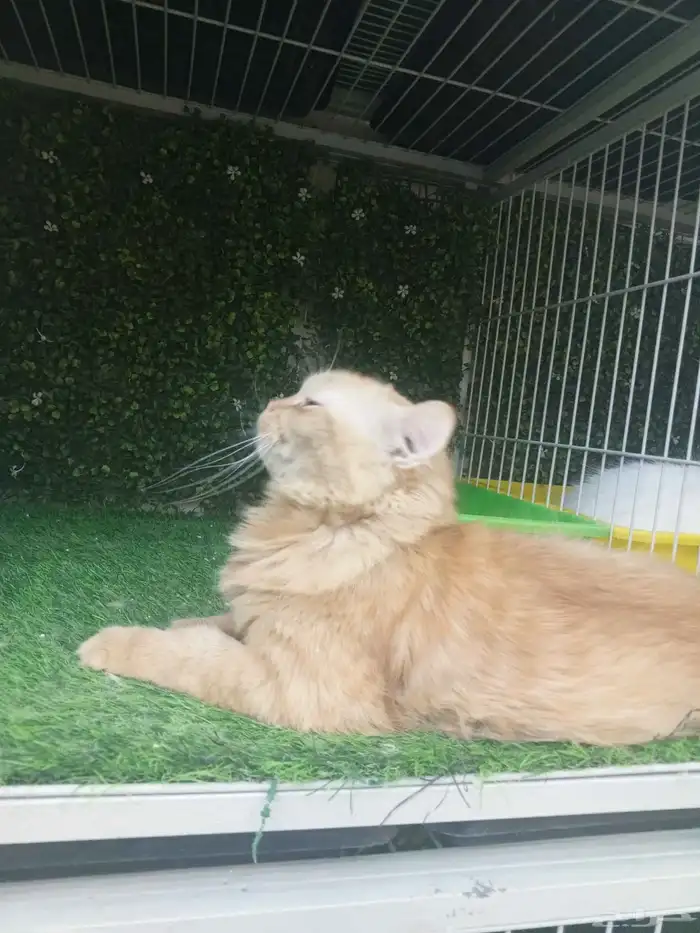 قطط للتبنى 1