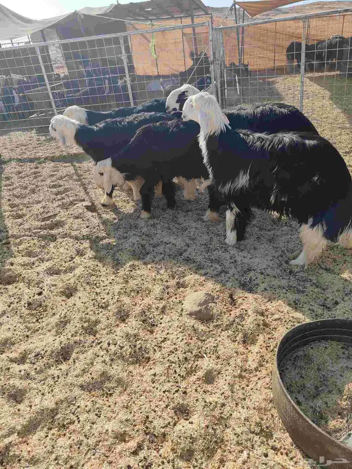 5 خرفان طرف وشعره والظهر ماشاء الله تبارك الله 1