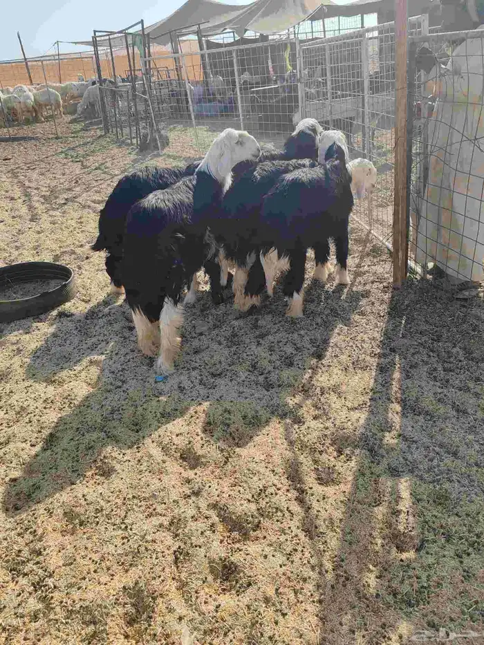 5 خرفان طرف وشعره والظهر ماشاء الله تبارك الله 2