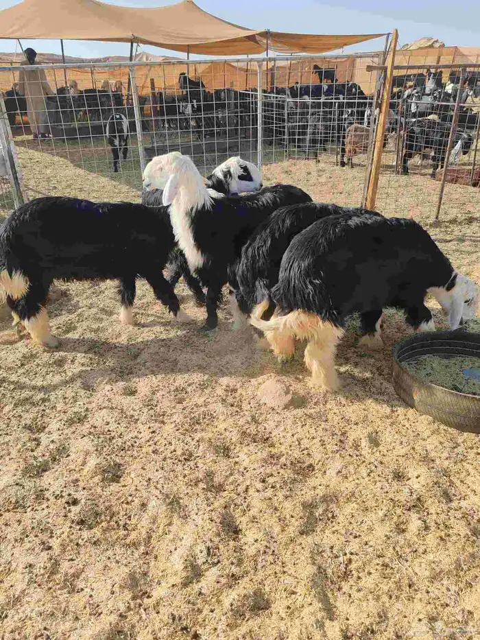 5 خرفان طرف وشعره والظهر ماشاء الله تبارك الله 0