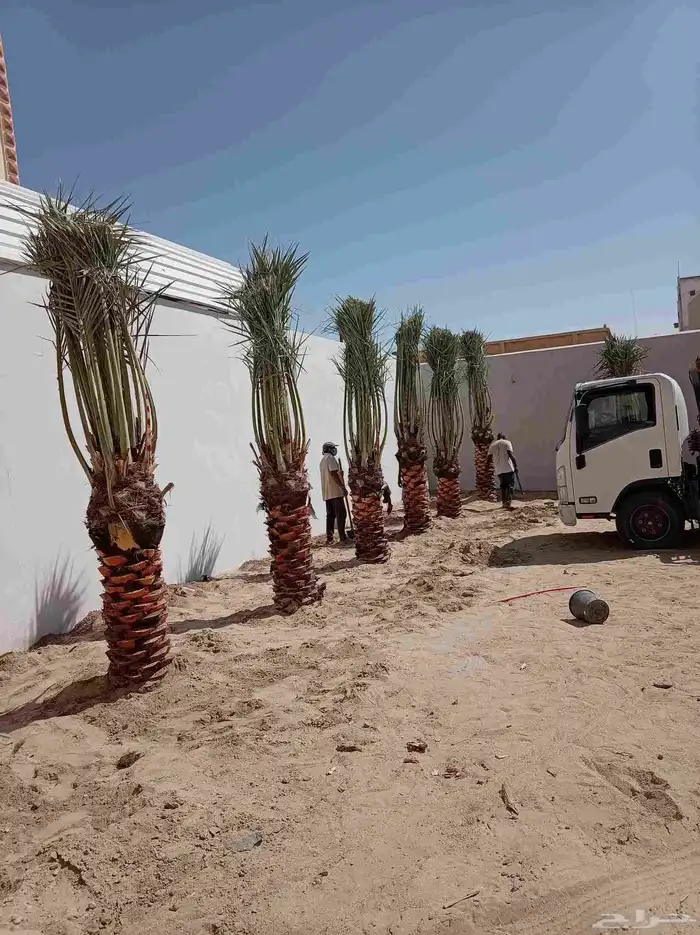 نخل للبيع بجميع أنواعها ومقاساتها نوايع ع الطلب 0