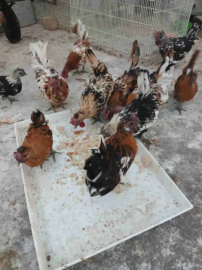 حباحب مستويات راقيه 4