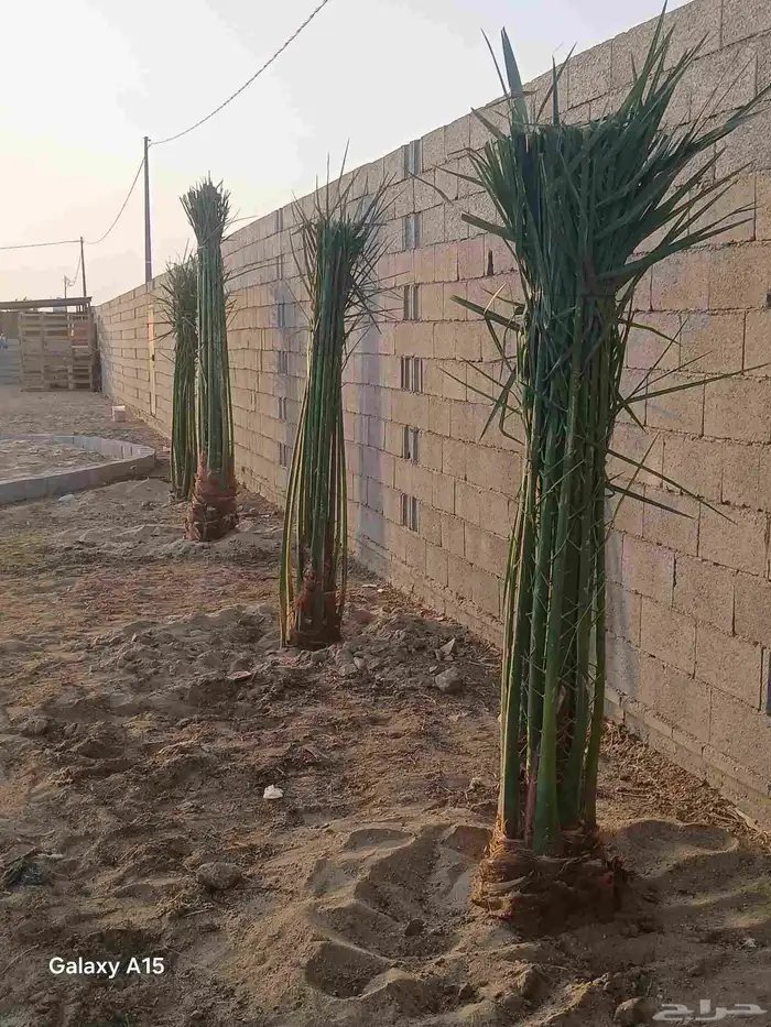 يوجد لدينا جميعا أنوع النخيل المثمر عربي واشنطن 1