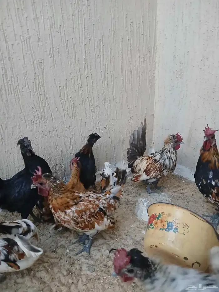 حباحب مستويات راقيه 5