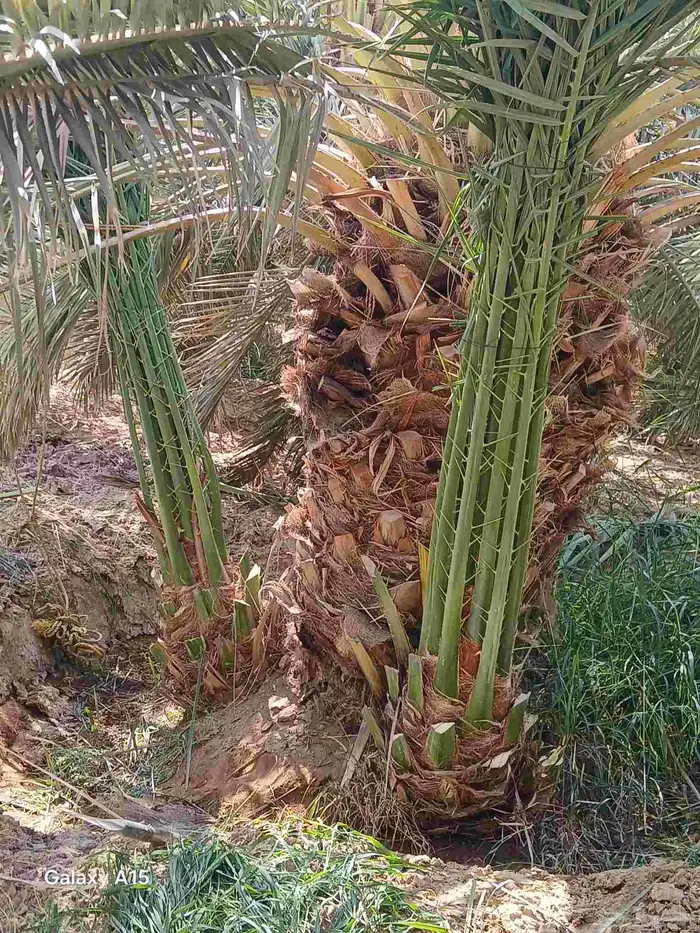 يوجد لدينا جميعا أنوع النخيل المثمر عربي واشنطن 3