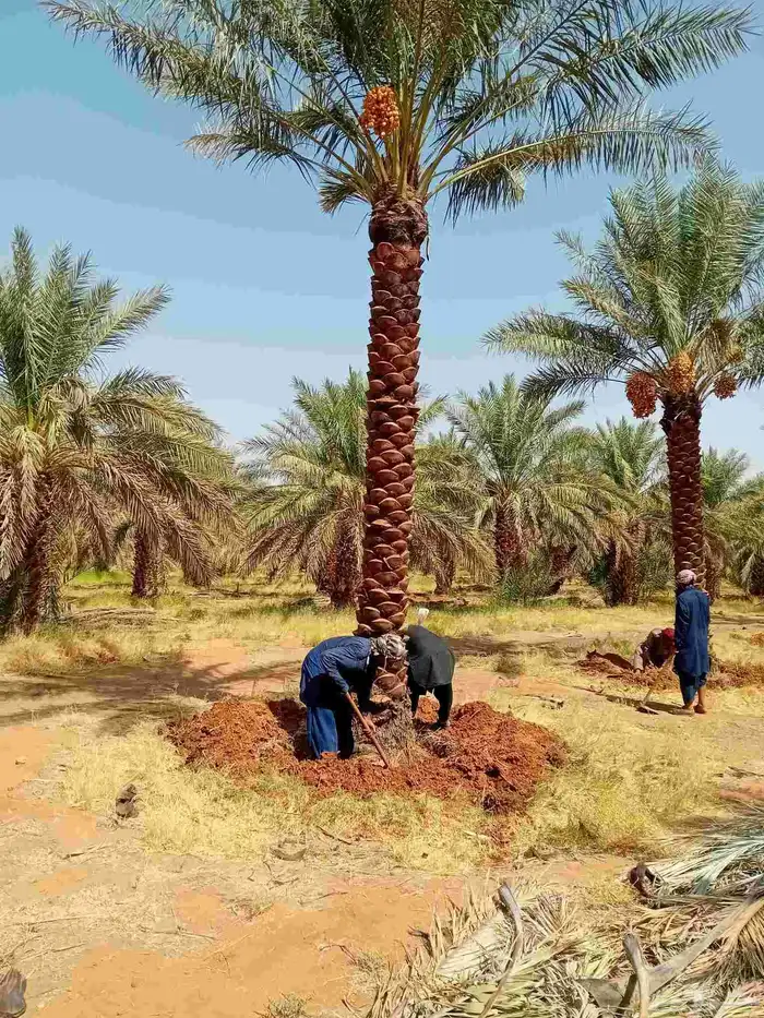 توريد جميع أنواع النخيل الوشنطني والعربي 2